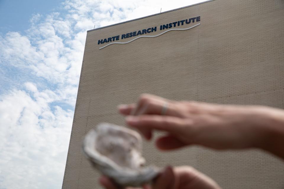 Danielle Downey, a research specialist and lab manager, explains how the sun kills potentially harmful bacteria on oyster shells over the course of six months at the Harte Research Institute on Monday, Aug. 28, 2023, in Corpus Christi, Texas.