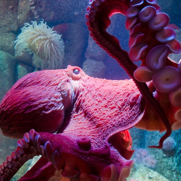 The Octopus Den will also feature a new habitat for the popular giant Pacific octopus and a new floor-to-ceiling display where the animal can explore and display its natural color-changing, shape-shifting behaviors.