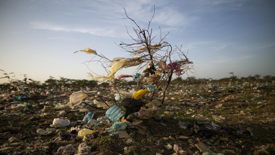 Para 2030, de acuerdo a WWF, la producción de plástico puede aumentar 40%. En este Día Internacional libre de bolsas de plástico quizá sea buen momento para recordar que el tratamiento inadecuado del plástico tiene implicaciones concretas: estrangulamiento e ingesta de especies y daños en suelos, ríos y océanos.