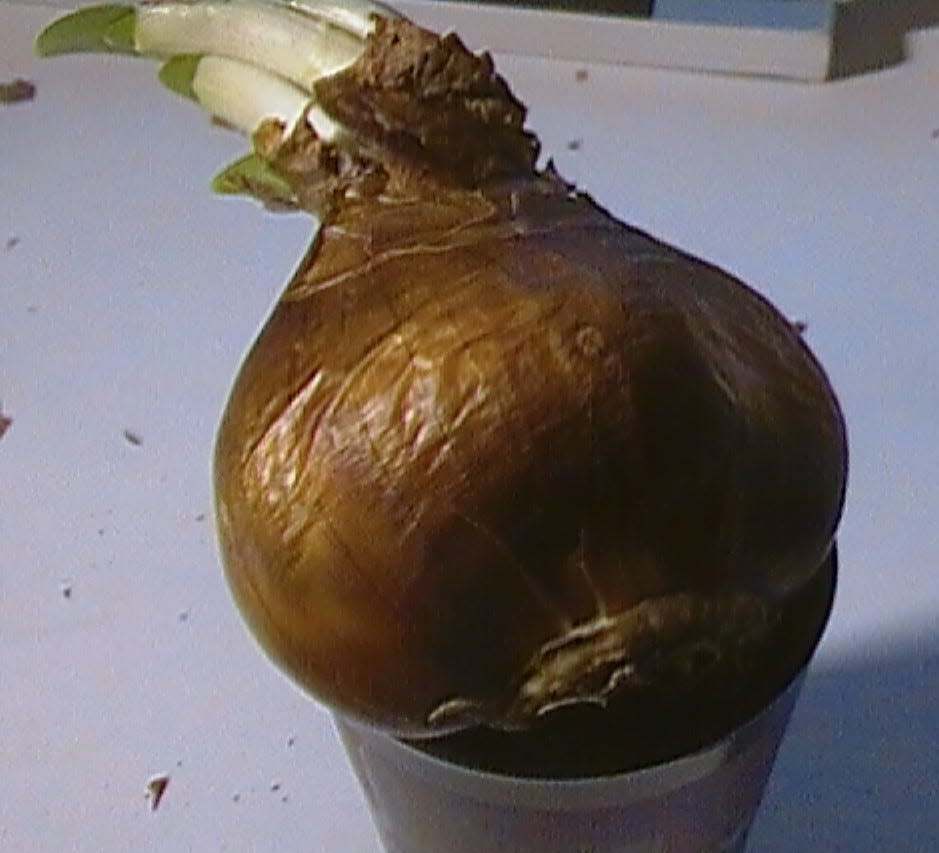Forcing paperwhite bulbs to bloom indoors can be done by putting the bulbs in water.