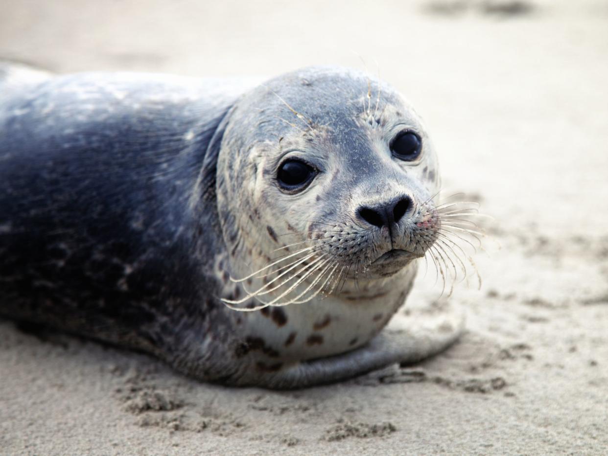 lone baby seal on ameland in holland