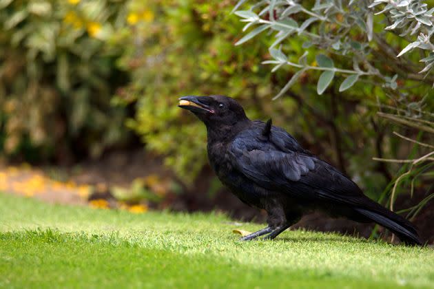 Protection Crow on Tumblr