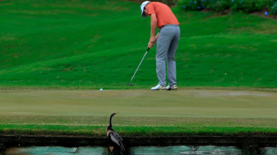 A bird perches to watch a golfer putt during the 2013 Web.com Tour Championship at the Dye's Valley Course. - Michael Cohen / Getty Images