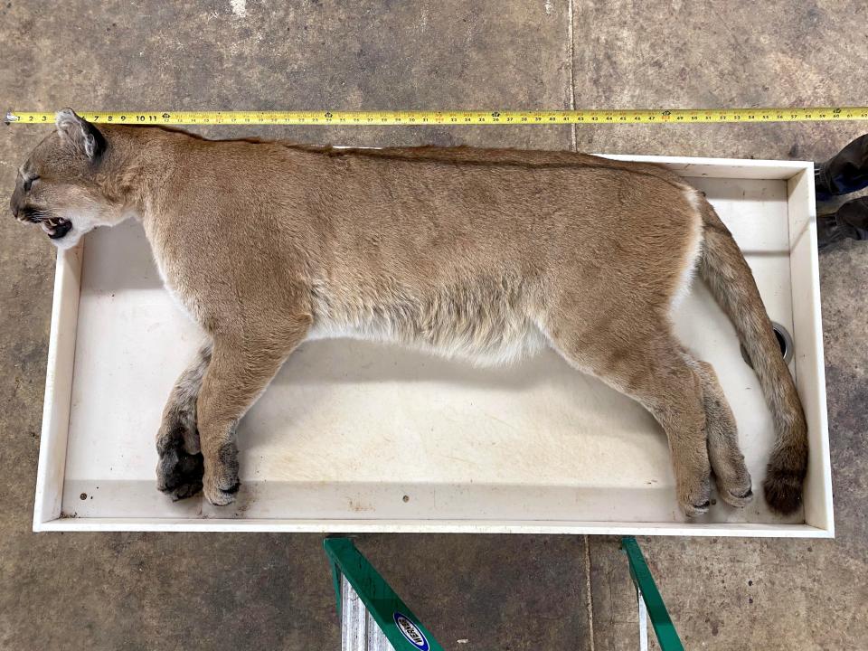 A male cougar is examined Nov. 30 by Department of Natural Resources staff in Madison. The cougar was killed Nov. 11 in Buffalo County by a bowhunter who claimed the animal threatened to attack him. No charge was issued against the hunter.