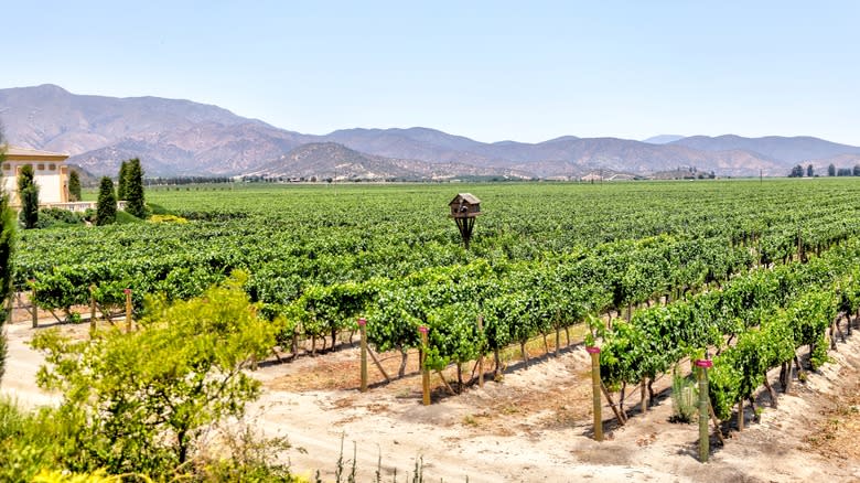 A Chilean vineyard