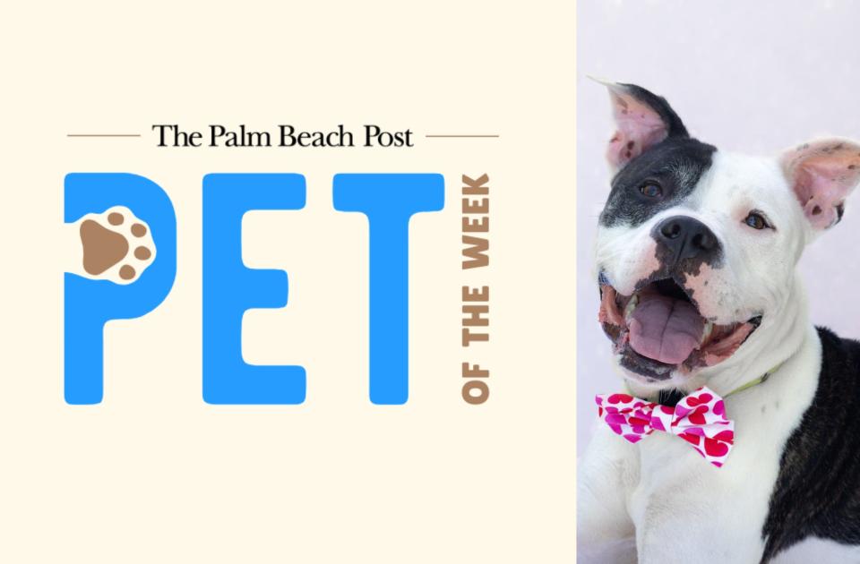 Professor Plum is a 5-year-old neutered male dog available for adoption. He is The Palm Beach Post's pet of the week for March 4, 2024.