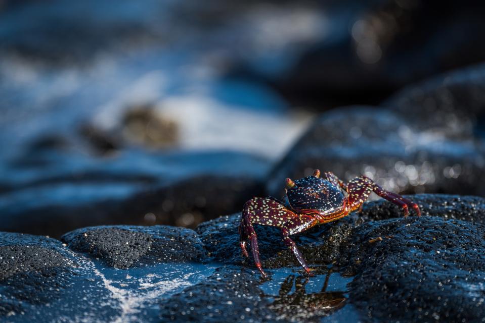 Each island is a little planet, says Naranjo - Credit: Nick Dale/Nick Dale nickdalephotography.com