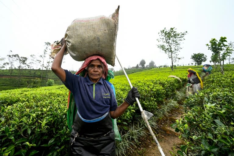 Tea is the main export of Sri Lanka, the second largest supplier of black tea to the international market (Ishara S. KODIKARA)