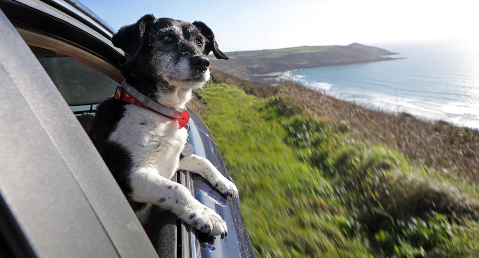 A dog looks out of a car window. Source: Getty Images