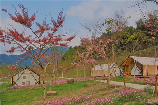 寶來溫泉公園平地櫻花盛開。（圖／翻攝高雄旅遊網粉專）