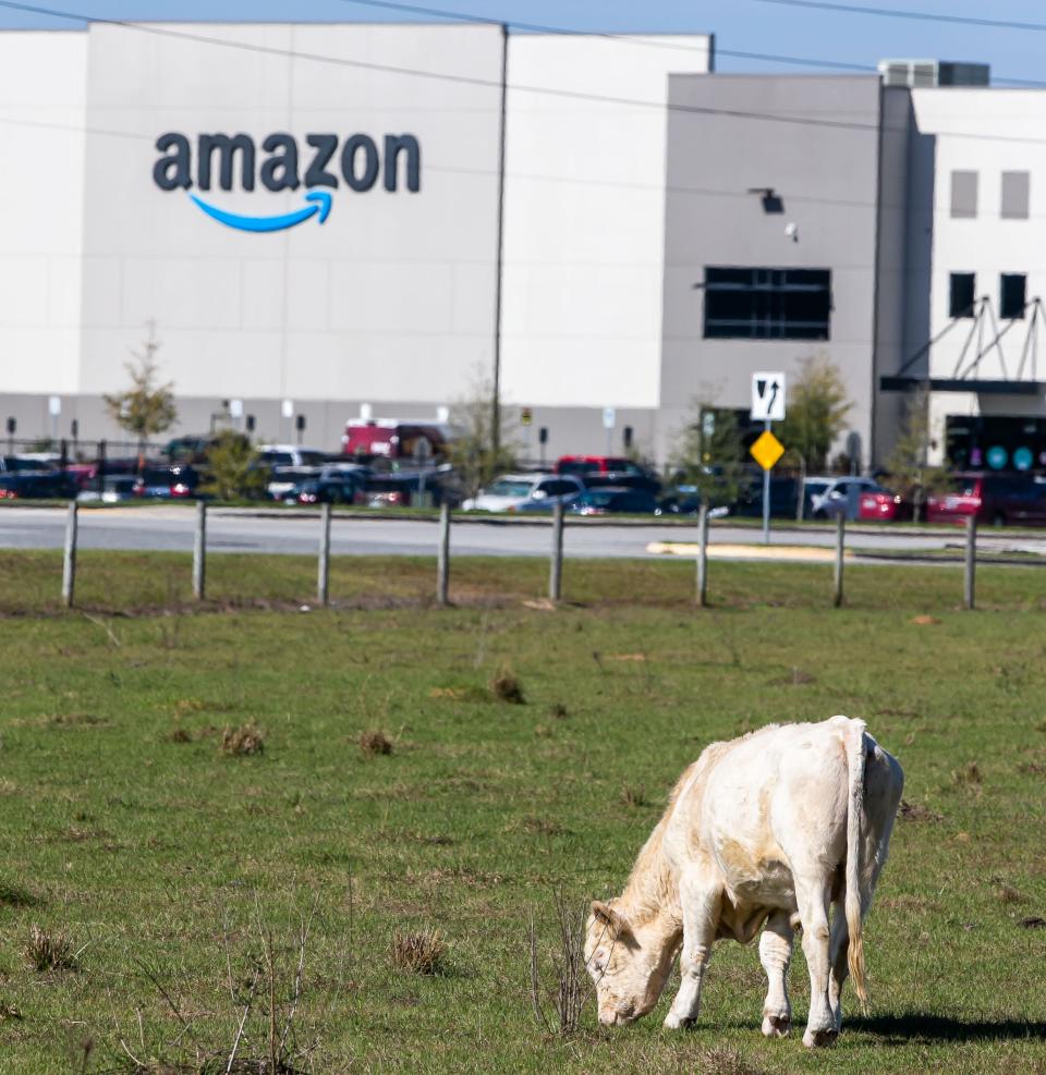 A cow grazes in a pasture near the Amazon fulfillment center on NW 35th Street in January.