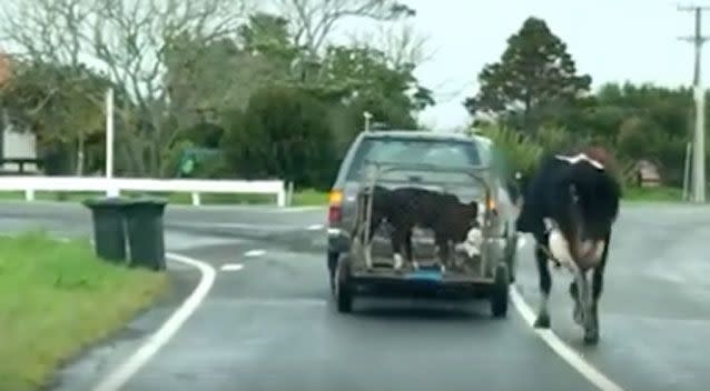 Some suggested the calves might have been put in the cage to help move the mother to another pasture. Photo: Facebook/ Safe