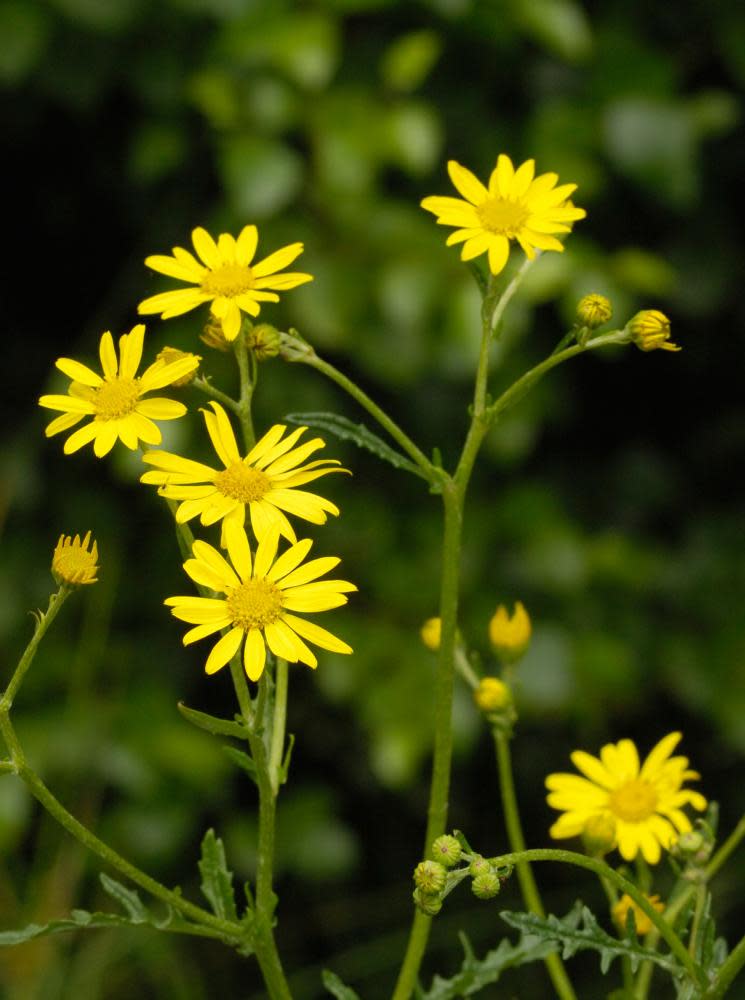 Ragwort … ‘a little cheery bit of yellow between the railway tracks.’