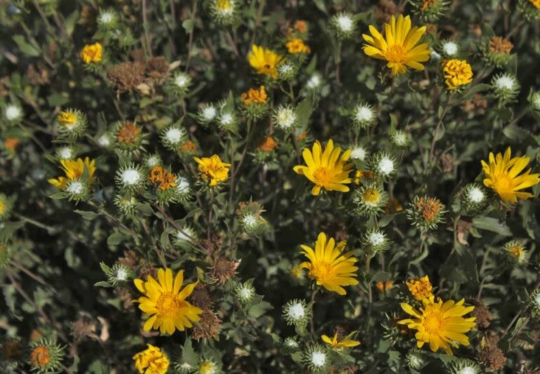 La planta que podría contribuir a la cura del dengue