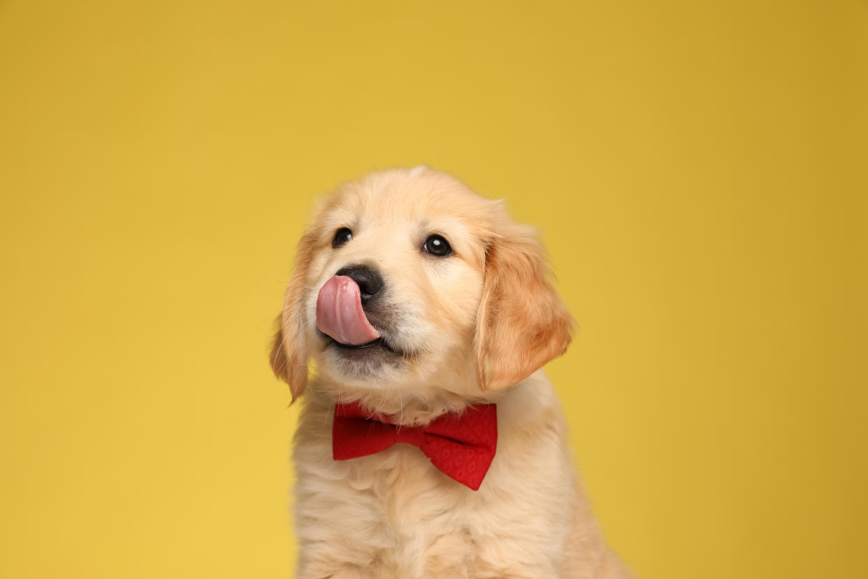 cute labrador retriever puppy licking nose and looking up, sitting on yellow background