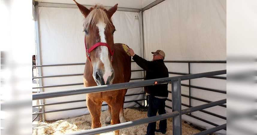 美國1隻20歲「世界上最高的馬」大傑克（Big Jake），傳出2週前於威斯康辛州一處農場逝世。（圖／達志／美聯社）