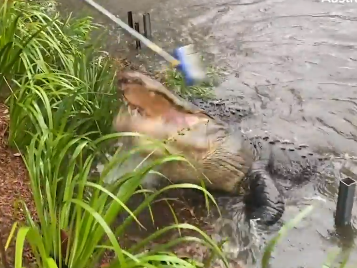 Australian Reptile Park screengrab