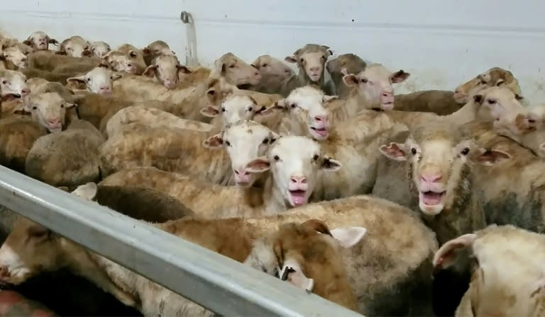 Footage taken by animal activists last year showing overcrowded, dying and heat-stricken sheep on ships to the Middle East shocked the Australian public and prompted new calls to ban the live export trade