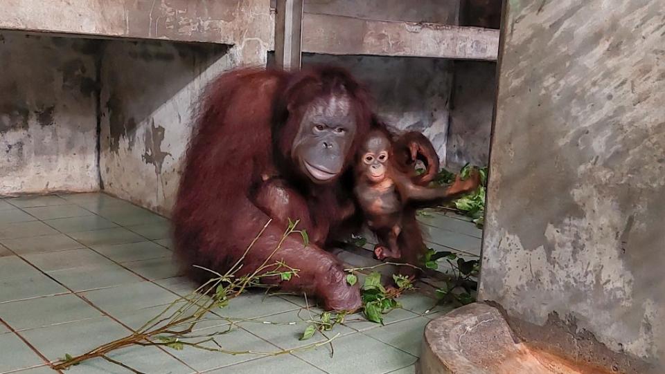 母女倆在內欄舍一同共享早餐。（台北市立動物園提供）