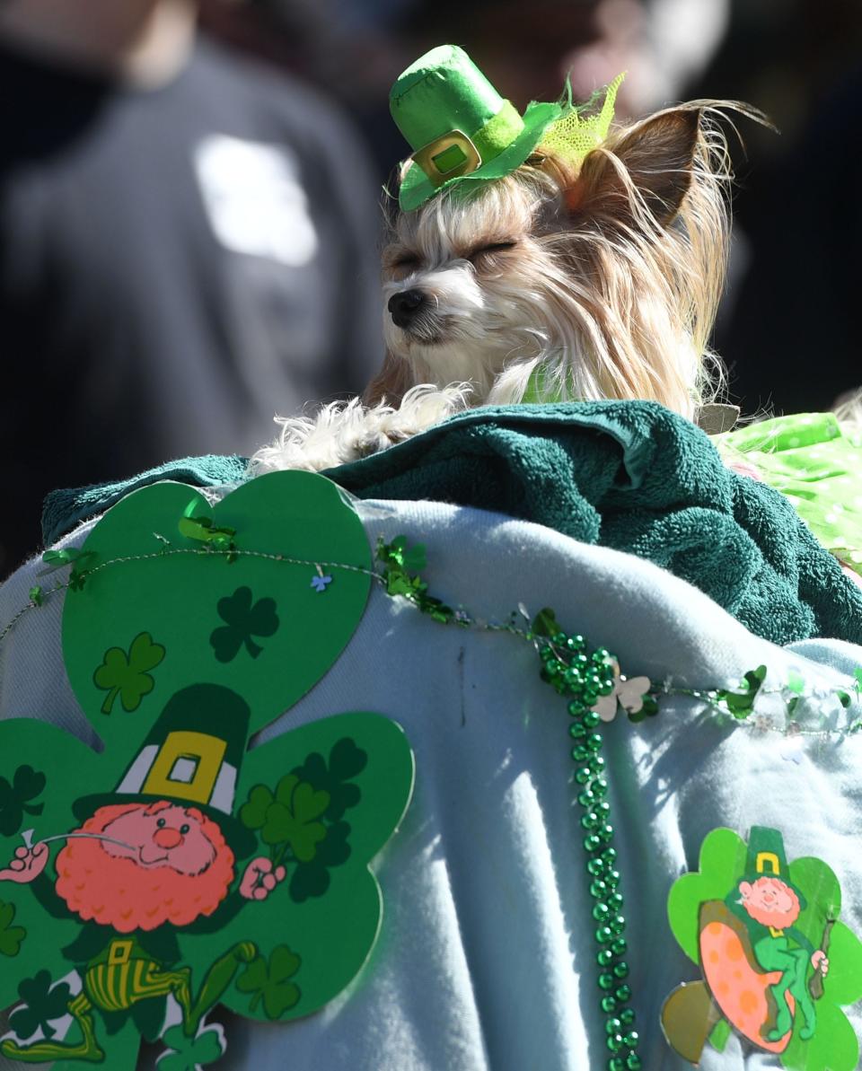 St. Puptrick's Day combines the best of both worlds: St. Patrick's Day and puppers. Proceeds benefit SPCA Cincinnati.