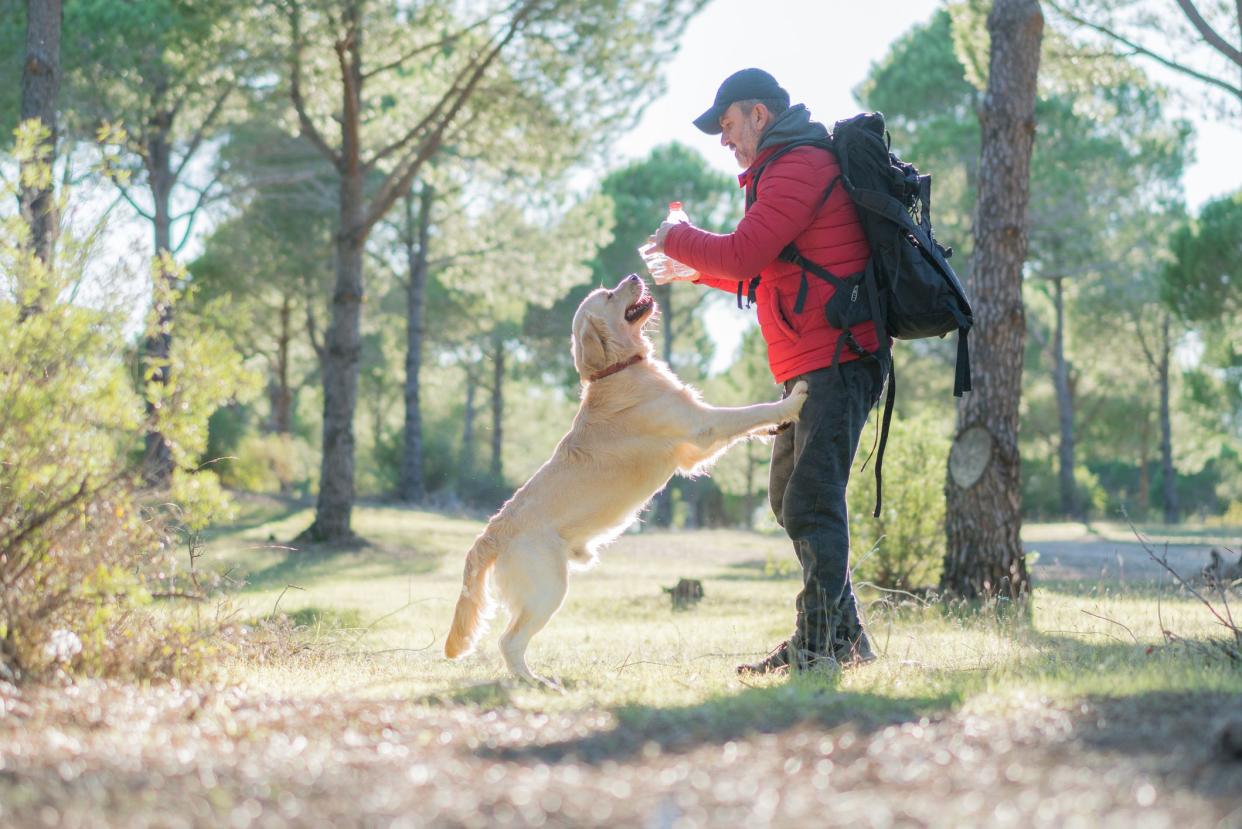 Young man with his dog hiking in forest .Thirsty retriever drinking water from the plastic bottle.