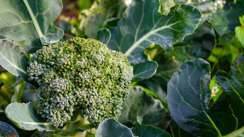 Broccoli in the garden