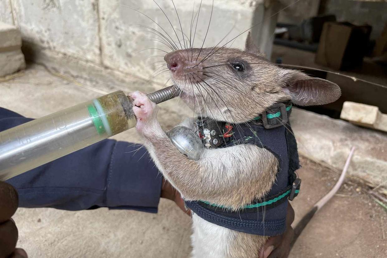 Daniel the rat.Rats are being trained to be sent into earthquake debris wearing tiny backpacks - so rescue teams can talk to survivors.