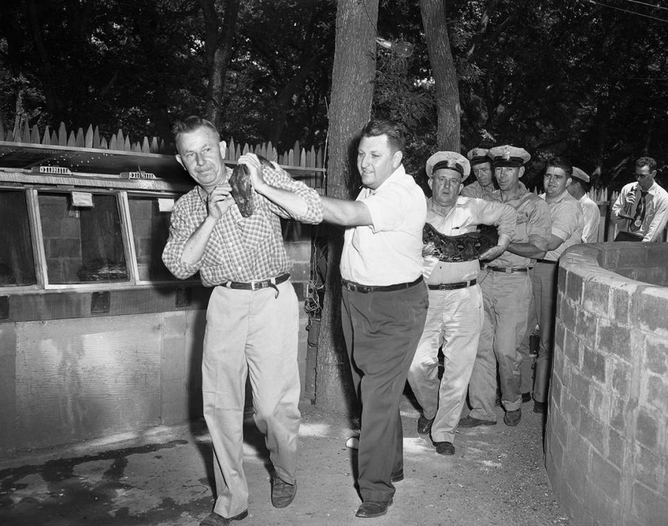 May 21, 1951: It took seven men to unload the 17-foot python from Thailand, Siam, that arrived by air at the Forrest Park Zoo. Harry Jackson, operator of the zoo’s reptile exhibit, is shown on the left, holding the snake’s head while Zookeeper Hittson and five assistants follow behind, carrying the rest of the snake.