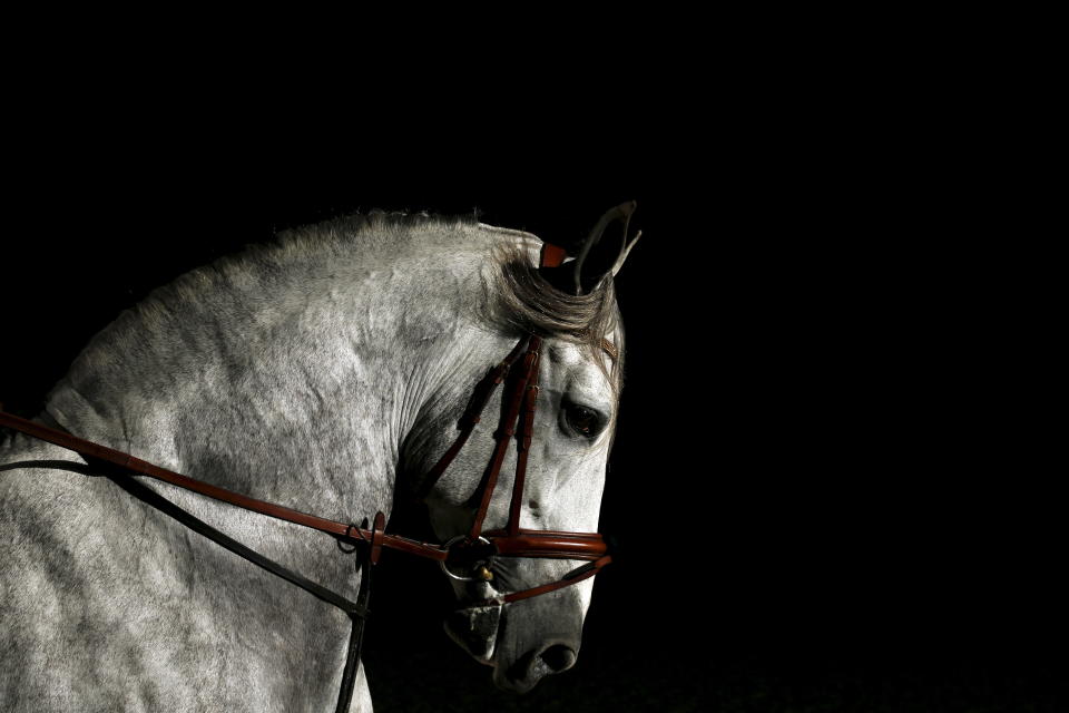 La clonación de caballos se está convirtiendo en un negocio en España. Foto: REUTERS/Marcelo del Pozo.