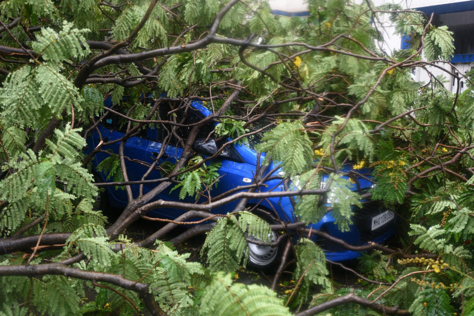 MUMBAI, INDIA - JUNE 03: A view of a tree fell on vehicles due to strong winds triggered by Cyclone Nisarga in Mumbai, India on June 03, 2020. A storm in the Arabian Sea off India's west coast intensified into a severe cyclone on Wednesday, gathering speed as it barreled toward India's financial capital of Mumbai. Nisarga was forecast to drop heavy rains and winds gusting up to 120 kilometers (75 miles) per hour when it makes landfall Wednesday afternoon as a category 4 cyclone near the coastal city of Alibagh, about 98 kilometers (60 miles) south of Mumbai, India's Meteorological Department said. (Photo by Imtiyaz Shaikh/Anadolu Agency via Getty Images)