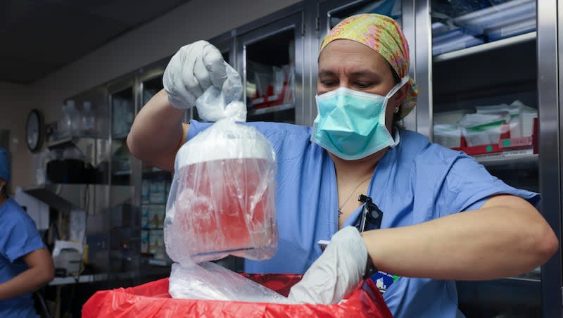 Melissa Mattola-Kiatos, R.N., nursing practice specialist, removes the pig kidney from its box to prepare for transplantation at Massachusetts General Hospital, Saturday, March 16, 2024, in Boston, Mass.