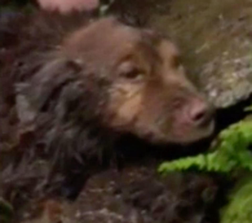 Sadie, a Chesapeake Bay Retriever, looks cold and dishevelled after she's found in Sleeping Giant State Park. The dog was missing for five days.