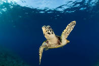 Hawksbill turtle (Eretmochelys imbricata), New Britain, Papua New Guinea. Copyright: © Jurgen Freund / WWF-Canon