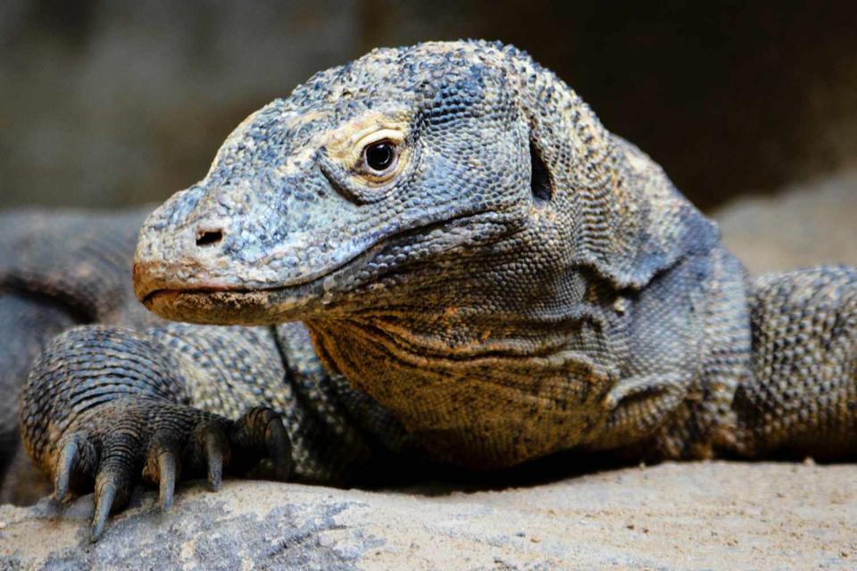 <p>Jakub Zavrel/Getty</p> A stock photo of a Komodo dragon