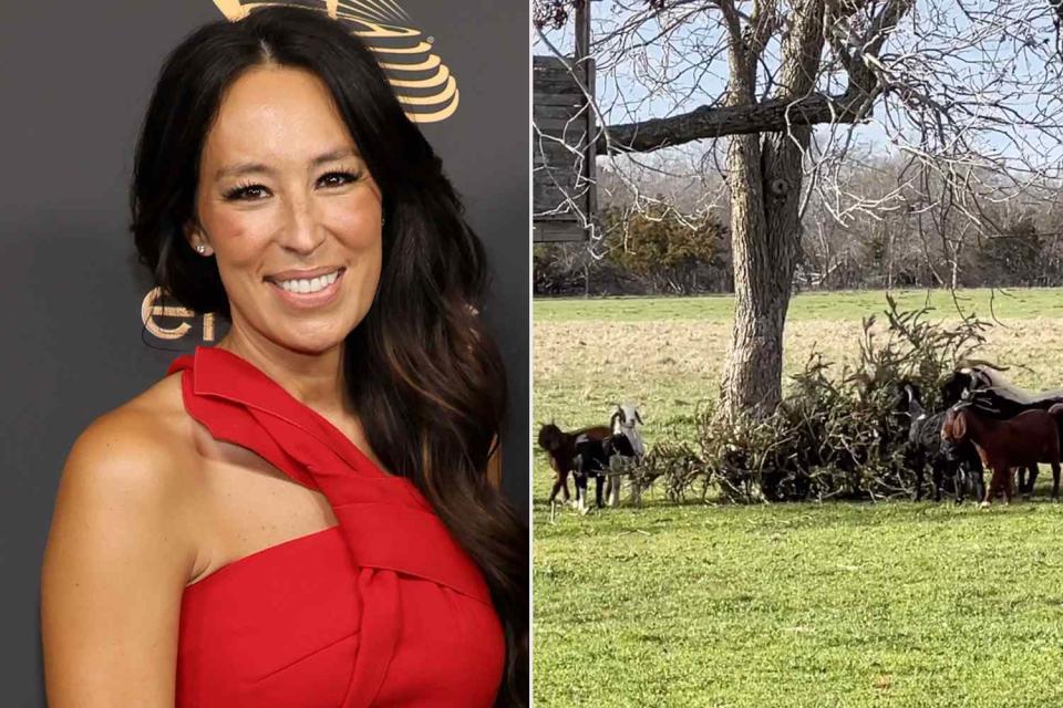 <p>Getty;Joanna Gaines/Instagram</p> Joanna Gaines shared a video of her goats munching on her Christmas tree.