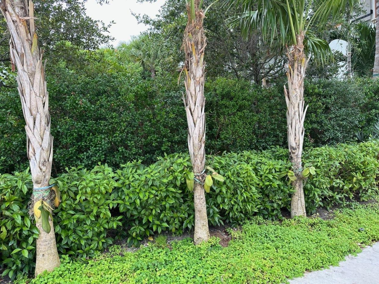 A hedge of Simpson stopper, wild coffee and thatch palms.