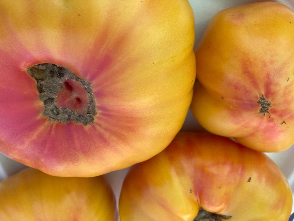 Heirloom tomatoes were sliced for tasting at the 38th Annual Massachusetts Tomato Contest Tuesday.