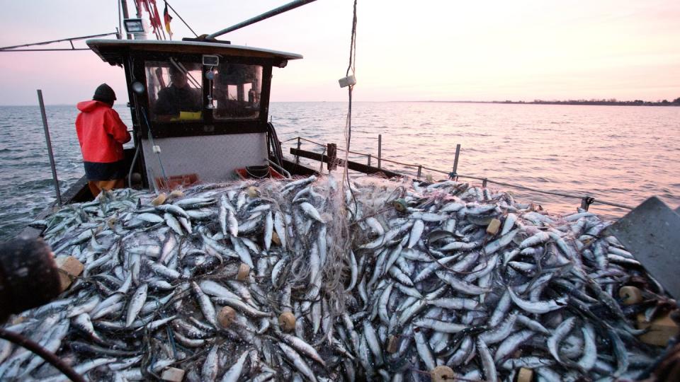 Im Streit über die Fischerei mit Schlepp- und Stellnetzen in Meeresschutzgebieten der deutschen Nord- und Ostsee fällt der Europäische Gerichtshof ein Grundsatzurteil. Foto: Christian Charisius