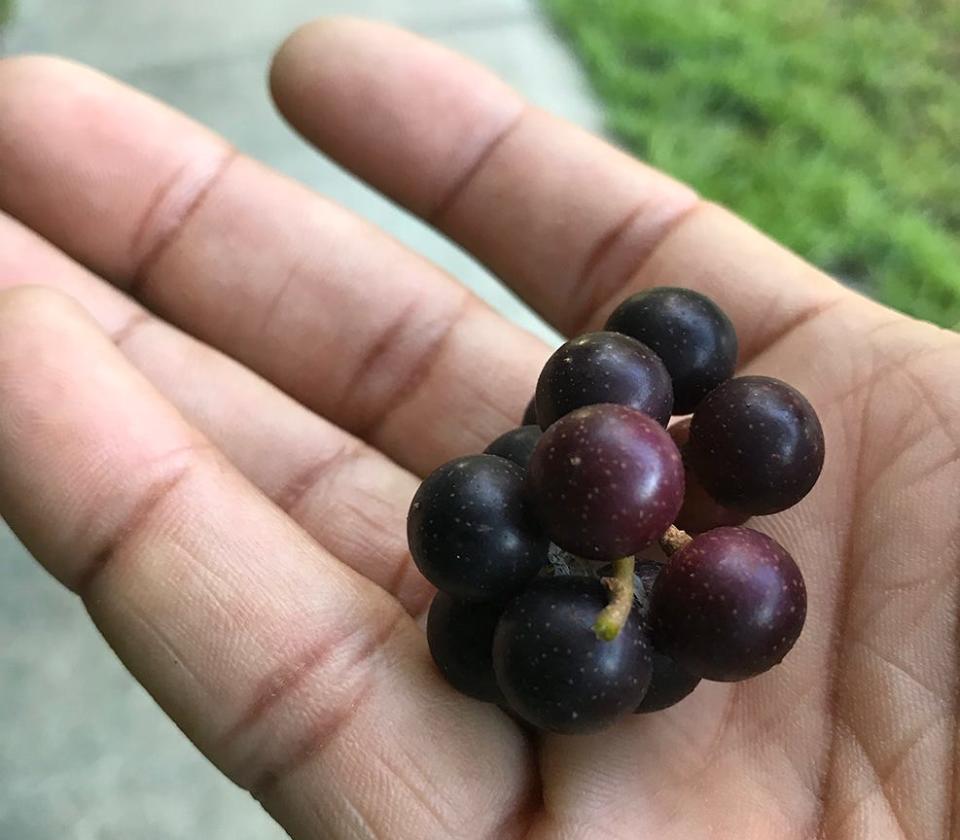 Muscadine grapes will be available for picking at FAMU's Grape Harvest Festival on Saturday, Aug. 20, 2022.