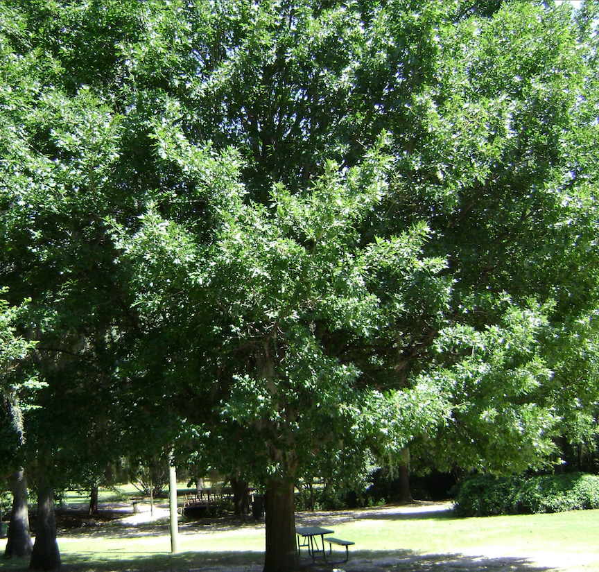 Nuttall oak tree at a park