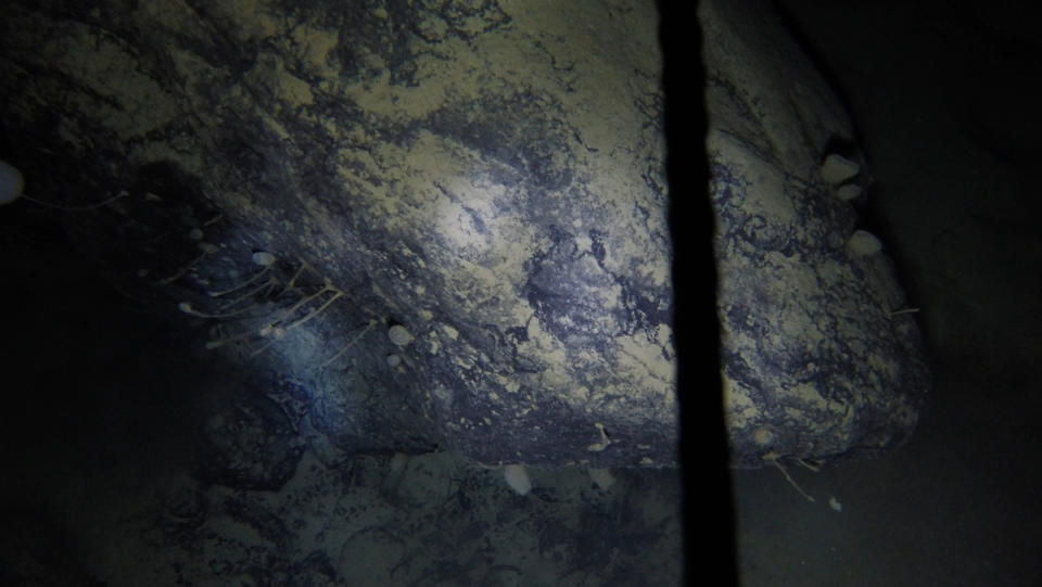 Scientists have discovered life 3,000 feet below an arctic ice shelf.