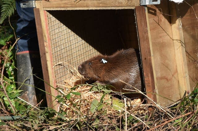 Eurasian beavers released