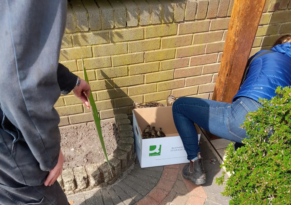 The ducklings are placed into a box