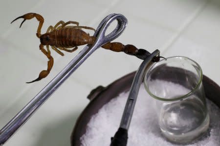 A worker extracts venom from a scorpion to produce homeopathic medicine Vidatox at LABIOFAM, the Cuban state manufacturer of medicinal and personal hygienic products, in Cienfuegos, Cuba, December 3, 2018.  REUTERS/Stringer