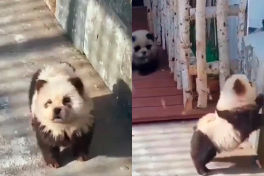 VIDEO: A falta de osos panda, zoológico en China pinta cachorros y los pone en exhibición