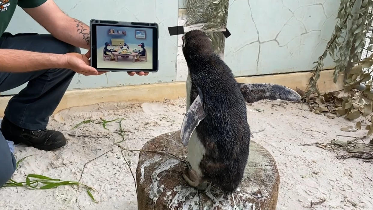 Solo penguin watches Pingu on iPad to stave off loneliness