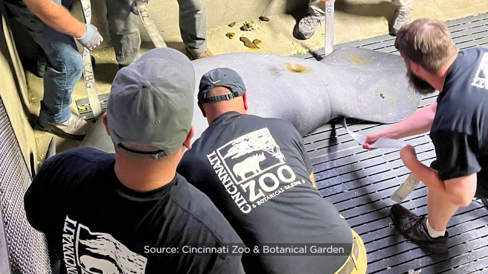 SeaWorld officials said the Columbus Zoo and Aquarium, Cincinnati Zoo & Botanical Garden, ZooTampa at Lowry Park and SeaWorld Orlando have partnered for several years to rehabilitate the eight orphaned manatees.