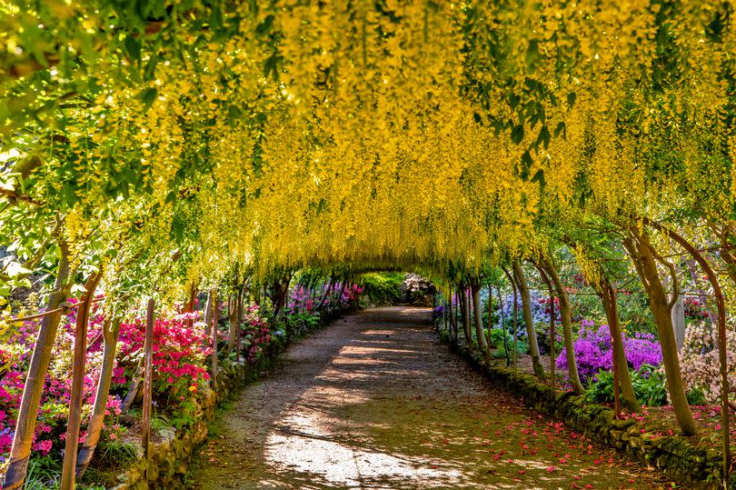 The golden laburnum arch at the National Trust's Bodnant Gardens near Colwyn Bay, Conwy