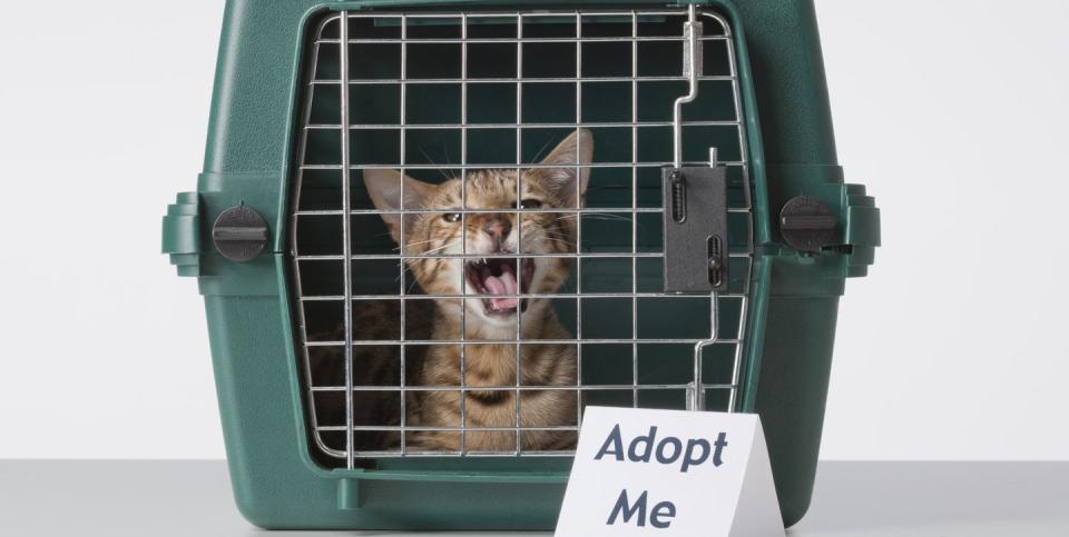 best pet adoption sites  cat in a carrier with 'adopt me' sign