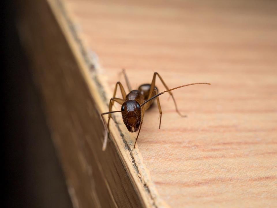 A close up of a carpenter ant.